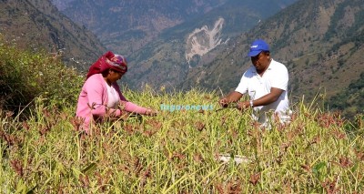 रैथाने बाली कोदो घरेलु मदिरा मात्र बनाउन ठिक्क